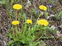 Dandelion (Taraxacum)