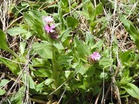 Rød jonsokblom (Silene dioica)