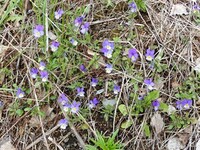 Stemorsblom (Viola tricolor)