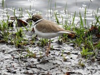 Little Ringed Plover (Charadrius dubius)