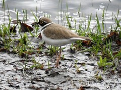 Little Ringed Plover (Charadrius dubius)