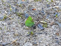 Green Hairstreak (Callophrys rubi)