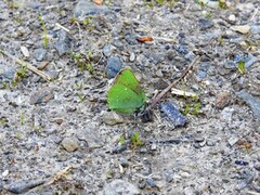 Grønnstjertvinge (Callophrys rubi)