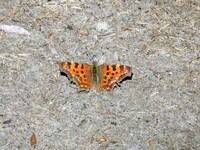 Comma Butterfly (Polygonia c-album)