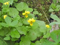 Fjellfiol (Viola biflora)