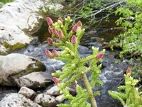 Norway Spruce (Picea abies)