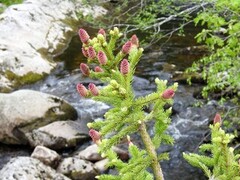 Gran (Picea abies)