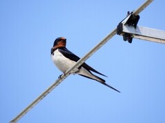 Låvesvale (Hirundo rustica)