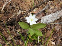 Skogstjerne (Trientalis europaea)