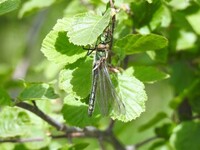 Øyenstikkere (Odonata)