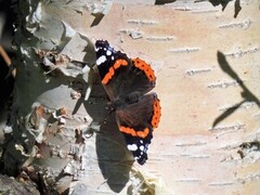 Admiral (Vanessa atalanta)