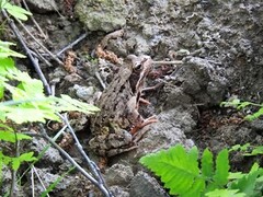 Buttsnutefrosk (Rana temporaria)