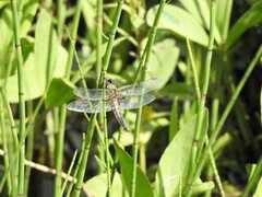 Øyenstikkere (Odonata)