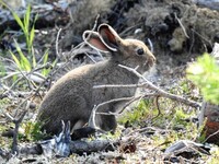 Hare (Lepus timidus)