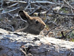 Mountain hare (Lepus timidus)