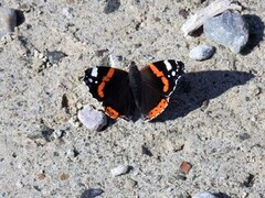 Admiral (Vanessa atalanta)