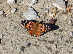 Tistelsommerfugl (Vanessa cardui)