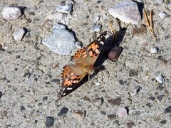 Tistelsommerfugl (Vanessa cardui)