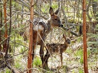 Rådyr (Capreolus capreolus)