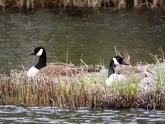 Canada Goose (Branta canadensis)