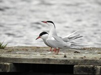 Common Tern (Sterna hirundo)