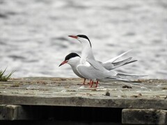 Makrellterne (Sterna hirundo)