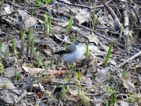 Pied Flycatcher (Ficedula hypoleuca)