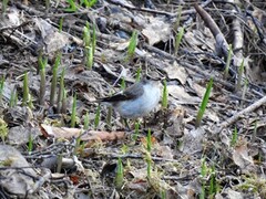 Pied Flycatcher (Ficedula hypoleuca)