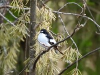 Pied Flycatcher (Ficedula hypoleuca)