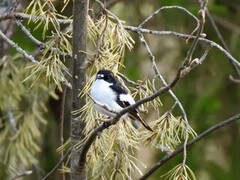 Pied Flycatcher (Ficedula hypoleuca)