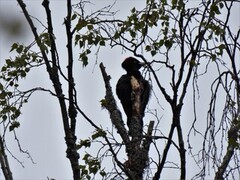 Black Woodpecker (Dryocopus martius)
