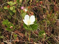 Cloudberry (Rubus chamaemorus)