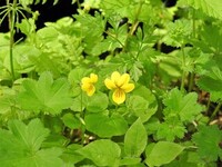 Fjellfiol (Viola biflora)