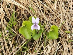 Myrfiol (Viola palustris)