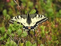 Swallowtail (Papilio machaon)