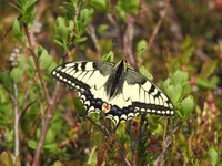 Swallowtail (Papilio machaon)