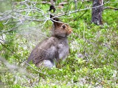 Mountain hare (Lepus timidus)