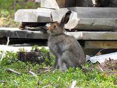Mountain hare (Lepus timidus)
