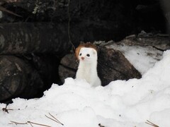 Snømus (Mustela nivalis)