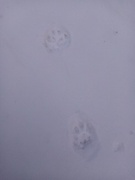 Lynx (Lynx lynx)