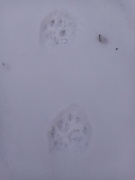 Lynx (Lynx lynx)
