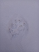 Lynx (Lynx lynx)