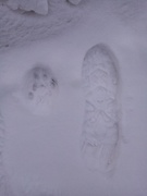 Lynx (Lynx lynx)