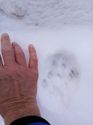 Lynx (Lynx lynx)