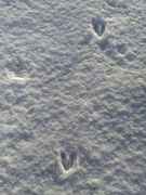 Roe Deer (Capreolus capreolus)