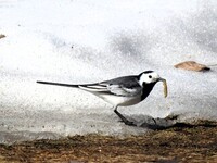 White Wagtail (Motacilla alba)
