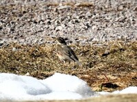 Redwing (Turdus iliacus)