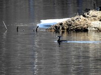 Great Cormorant (Phalacrocorax carbo)