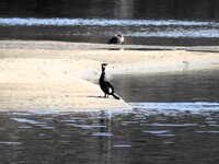 Great Cormorant (Phalacrocorax carbo)