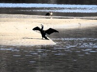 Great Cormorant (Phalacrocorax carbo)